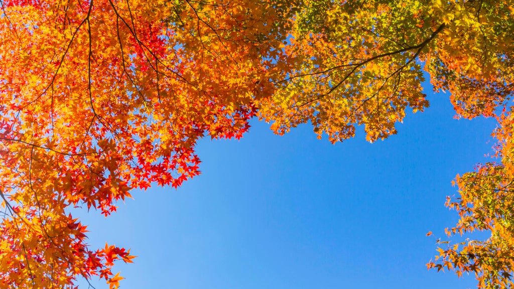 Sunny Friday in Twin Cities with mostly dry Halloween weekend — Burnsville Sports news