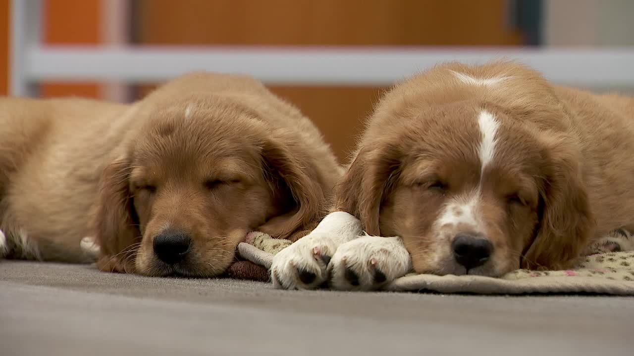 36 dogs rescued from unlicensed breeder in Cass County — Burnsville Community news